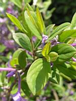 Daphnee - Daphne Genkwa (fam. Thymelacees) (Chine) (3) (Photo F. Mrugala)